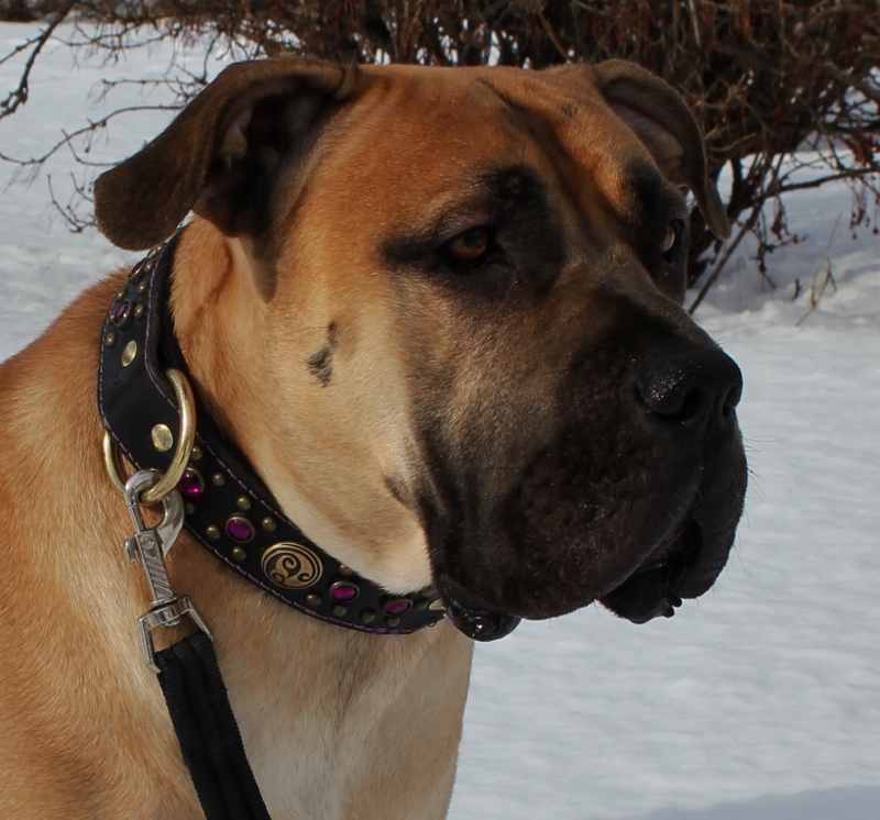 halsbånd til boerboel