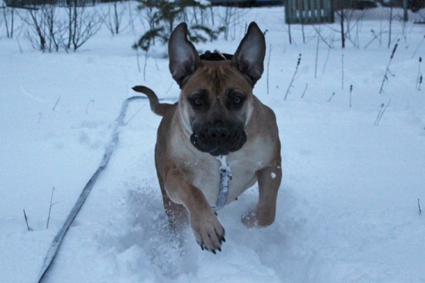 boerboel med ståører