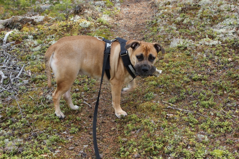 boerboel