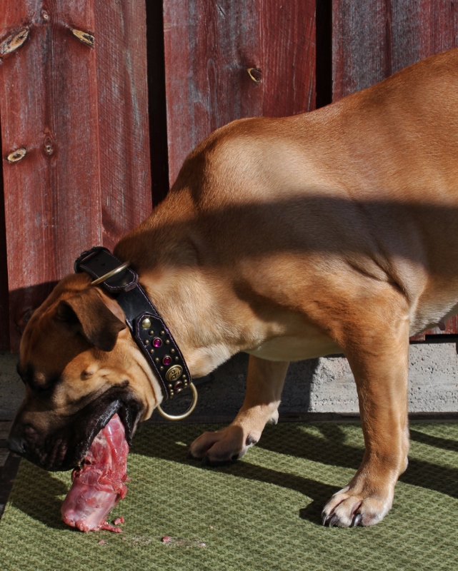 boerboel spiser kalkunhals
