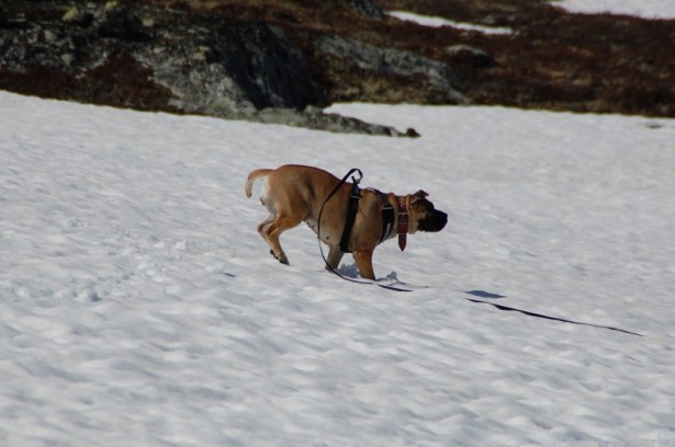 boerboel på fjellet