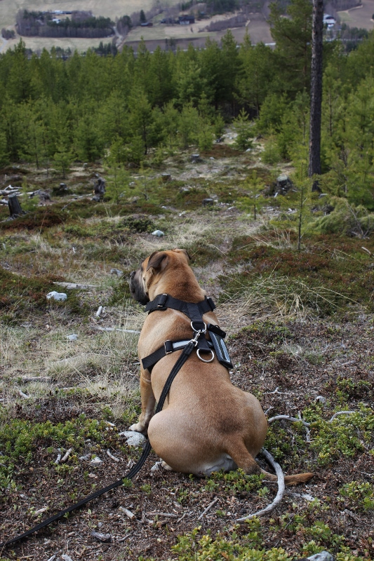 boerboel nyter utsikten