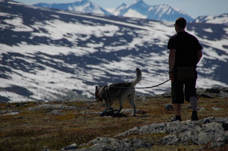 jamthund på fjellet