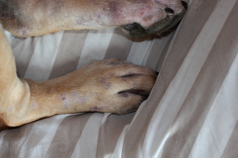 utslett på føtter hund