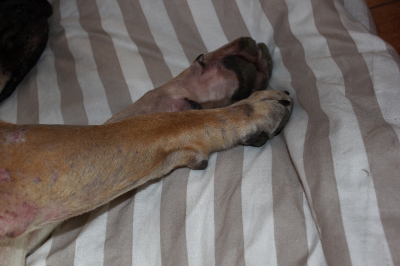 hund biter føtter til blods