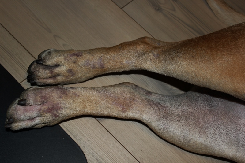 hund utslett biter til det blør