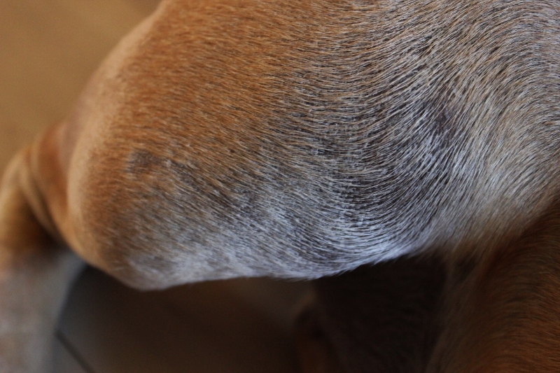 boerboel med utslett