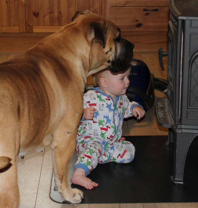 boerboel og små barn