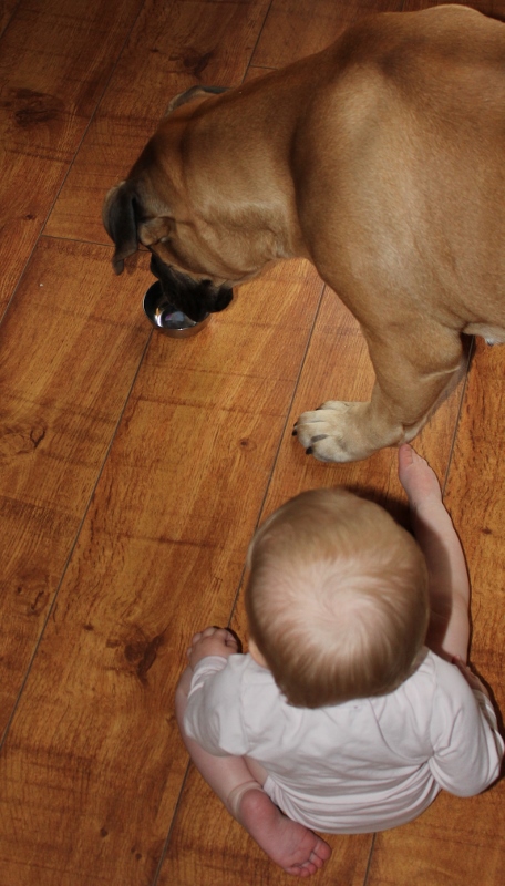 boerboel og små barn