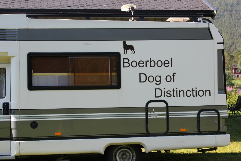 boerboel dog of distinction