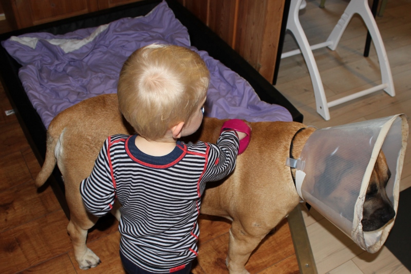 børste til boerboel