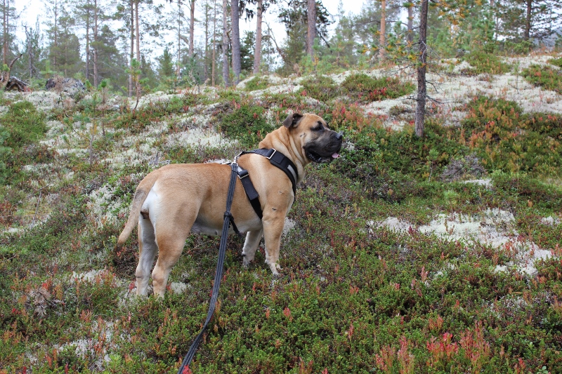 boerboel i Norge