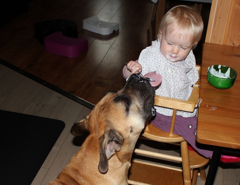 baby and boerboel
