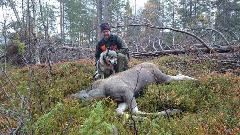 jamthund med elgfall på elgjakt