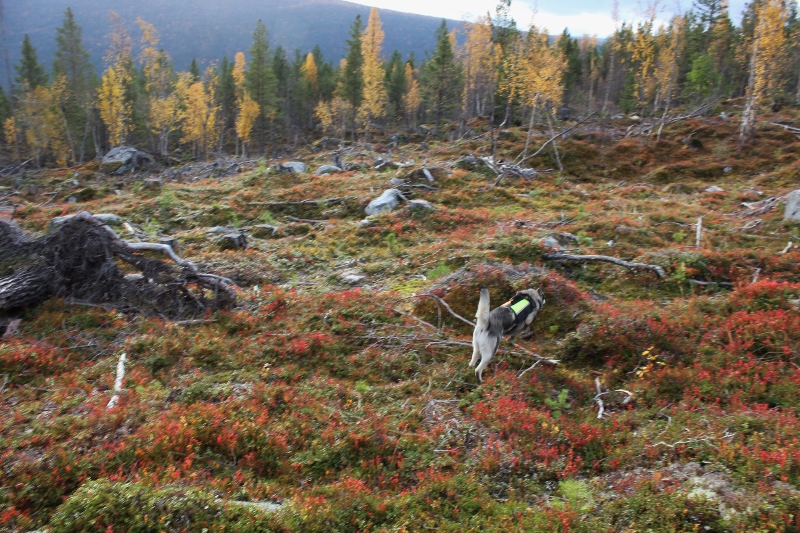 jamthund på elgjakt
