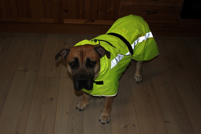 regndekken til stor hund