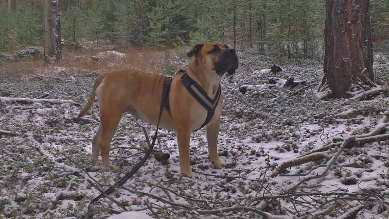 boerboel i skogen