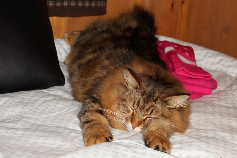 sibirkatt sibir katt