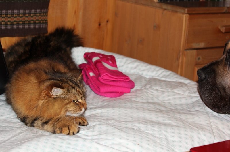 boerboel og sibir katt