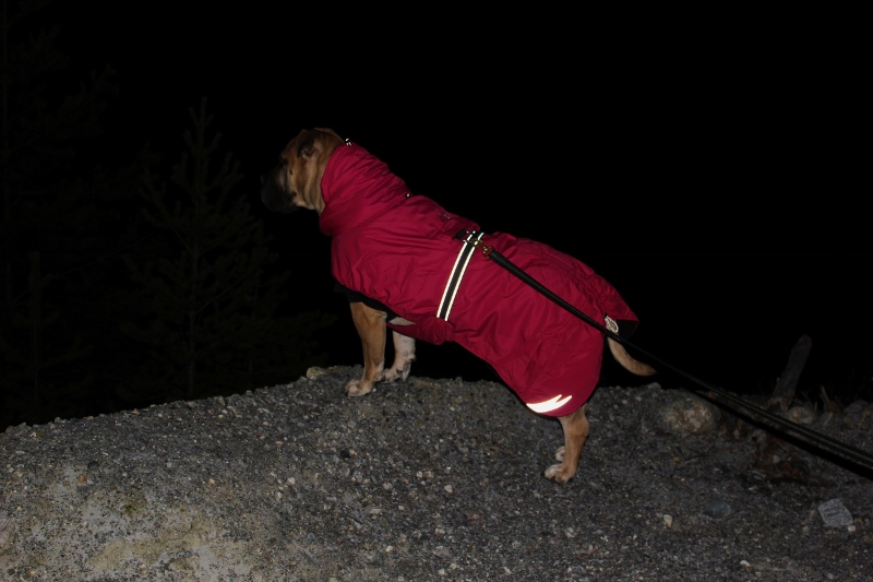 dekken til boerboel stor hund