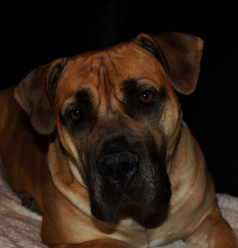 boerboel 3 år