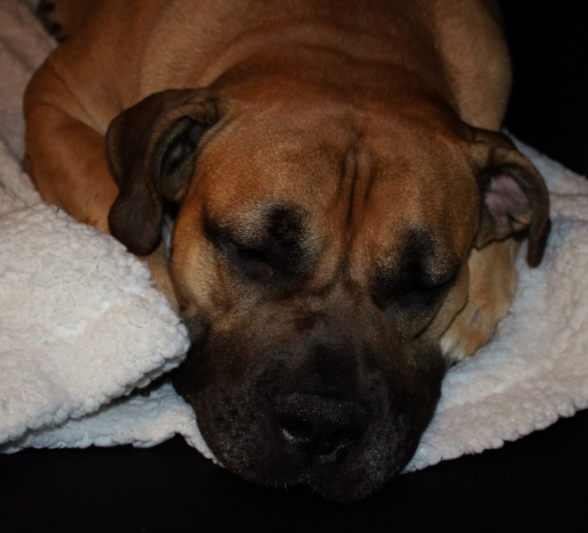 boerboel sover