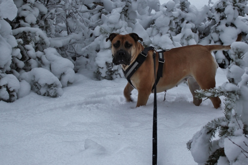 boerboel i vinter Norge