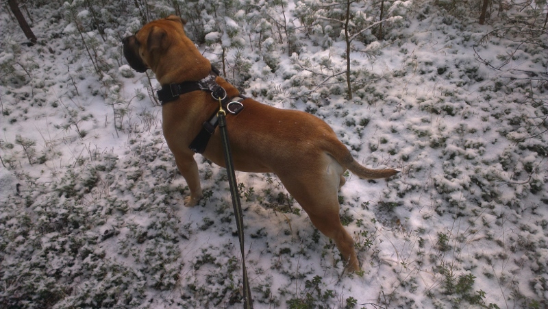 boerboel i skogen