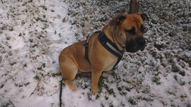 boerboel