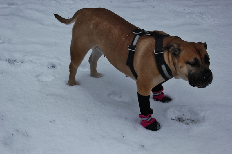 potesokker til store hunder Muttluks