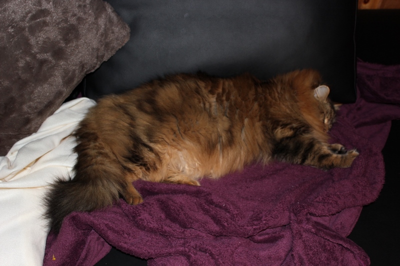 IMG_9246 (800x533) (2)