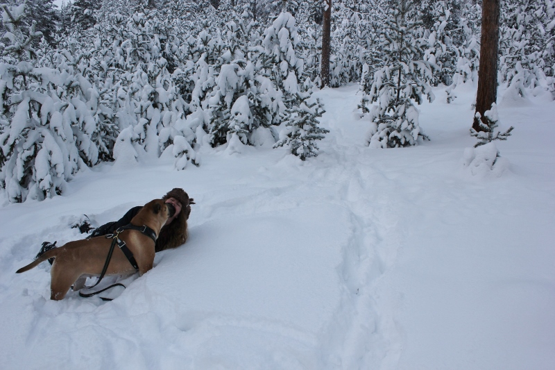 lek med boerboel i snøen