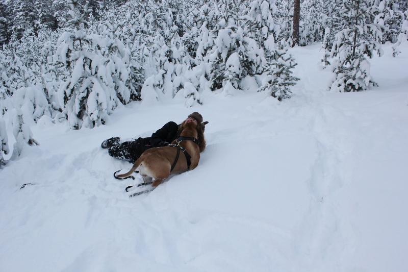 play with the boerboel in the snow