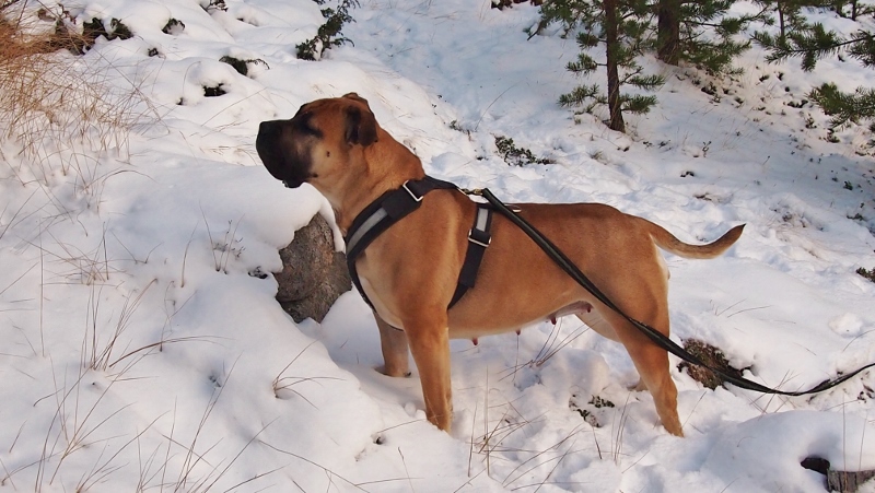 Boerboel