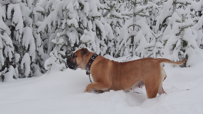 boerboel i snøen