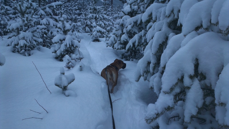 boerboel and snow