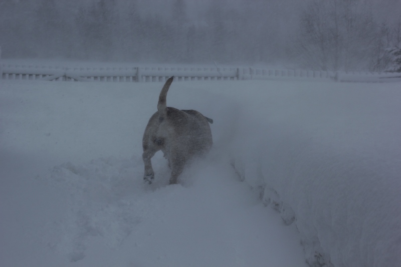boerboel i snøstorm