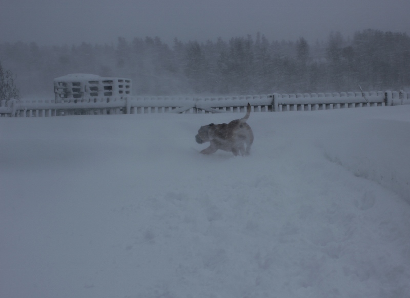 boerboel i snøstorm