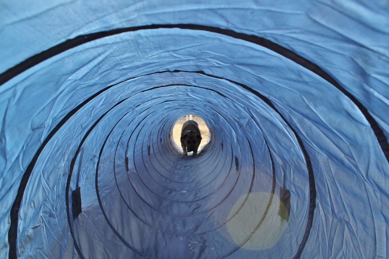 agilitytunnel boerboel