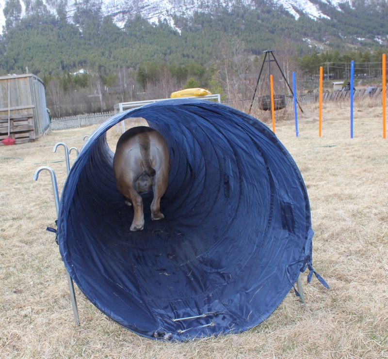 agilityhinder boerboel