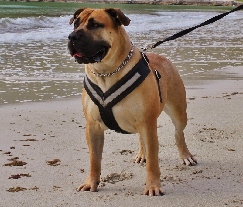 boerboel