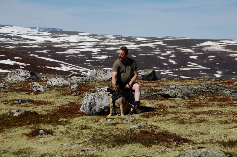boerboel på fjellet
