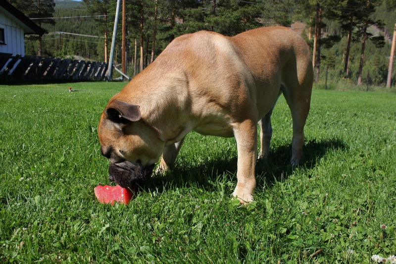 fryst melon til hund