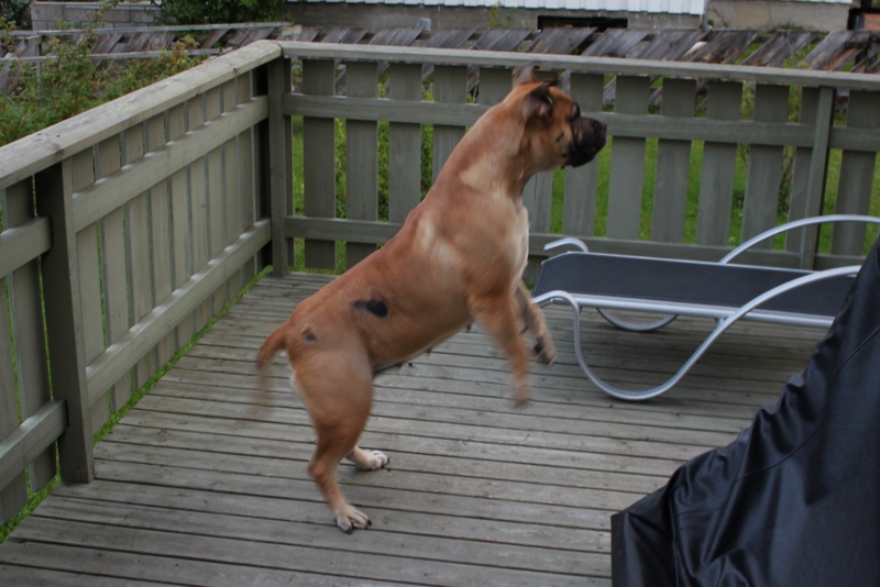 boerboel