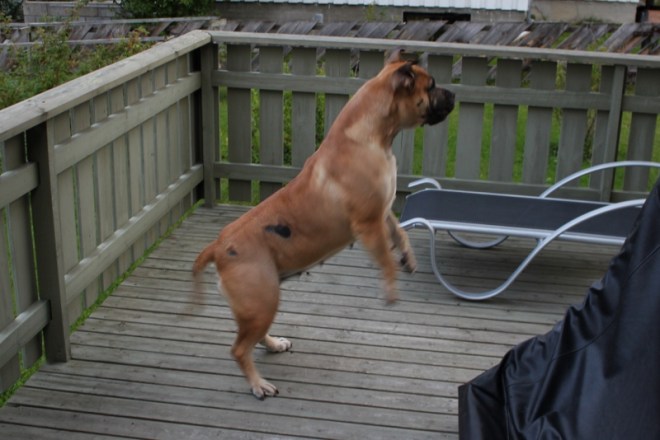boerboel