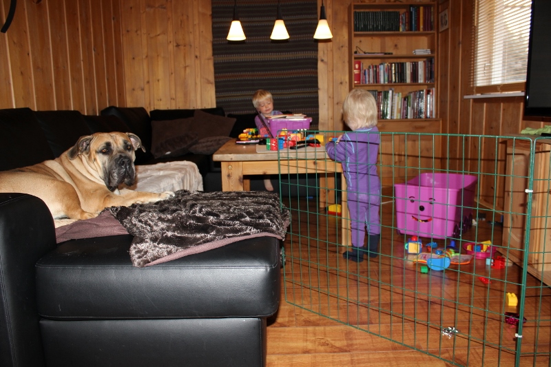boerboel og barn