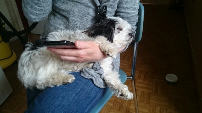 wp-1462475395495 image