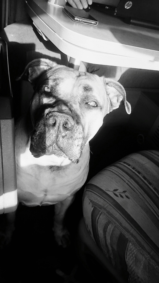 wp-1462551752165 image