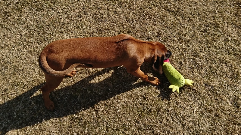 DSC_0534 (1) (800x450)