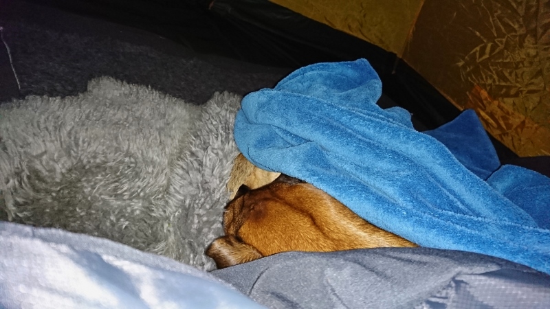 DSC_0117 (1) (800x450)